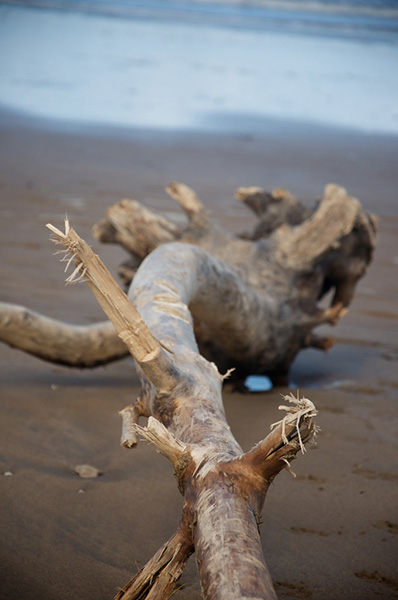 Driftwood