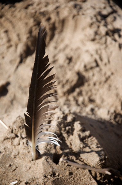Feather