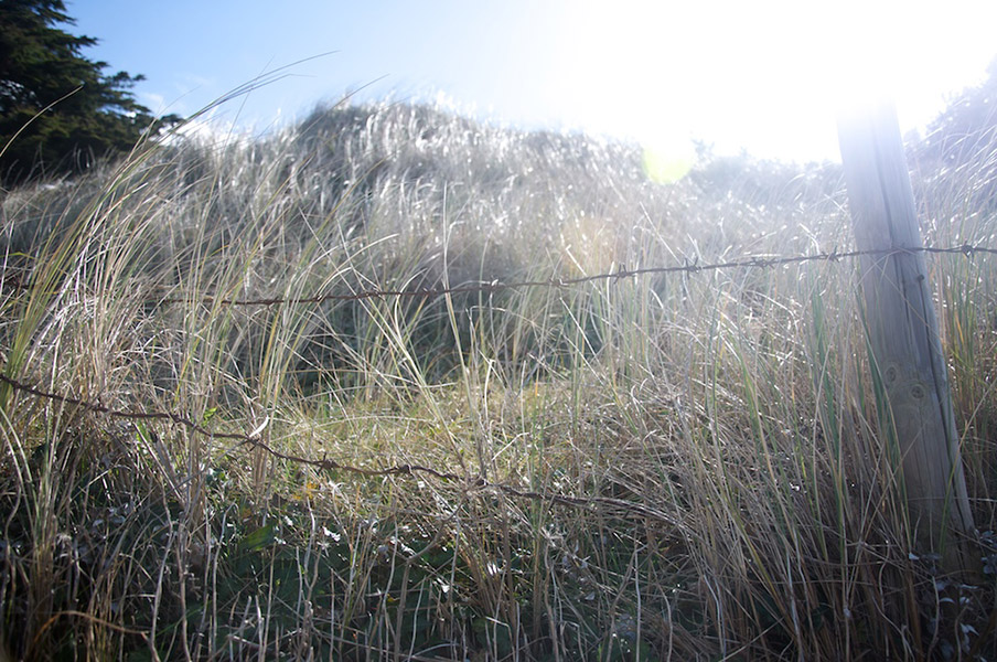 Grass and Light
